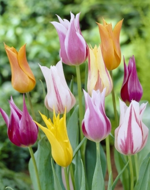 Tulp Leliebloemig Mix